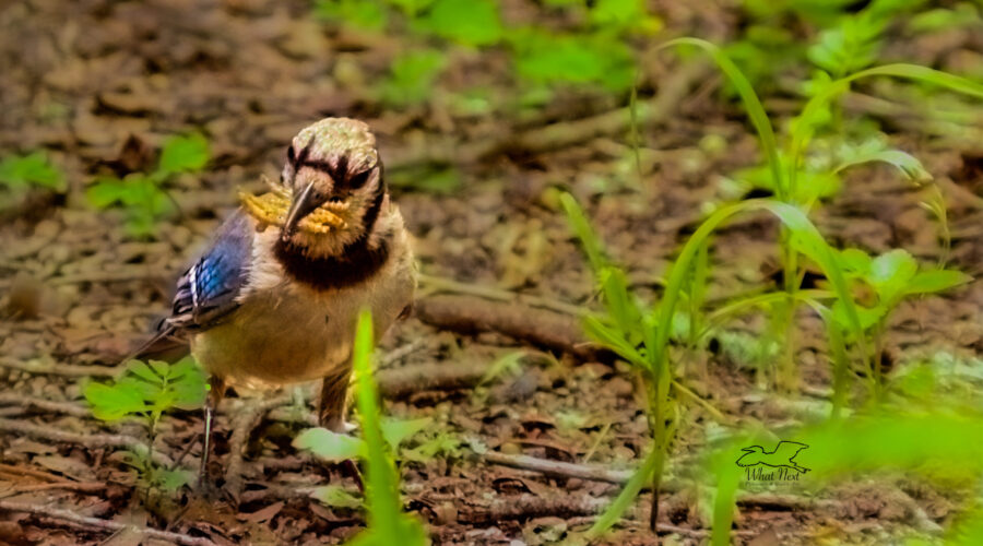 A blue jay stocks up on worms to take back to the nest for her brood.