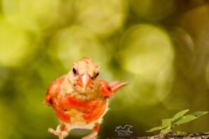 A young male cardinal who is still molting into his mature plumage races across a branch.