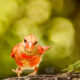 The Young Cardinals are Loads of Fun to Watch