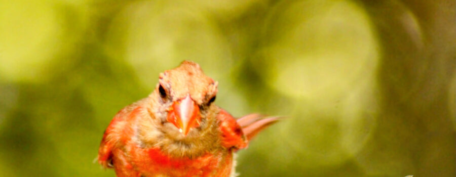 A young male cardinal who is still molting into his mature plumage races across a branch.