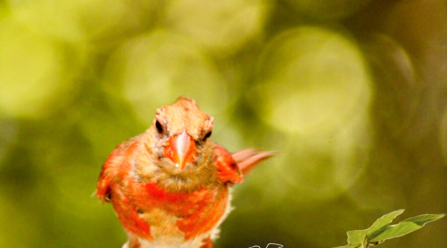 A young male cardinal who is still molting into his mature plumage races across a branch.