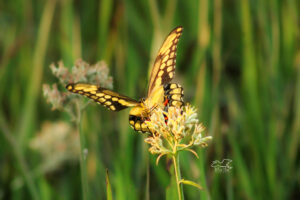 A giant swallowtail butterfly flaps its wings while it feeds on a wildflower.