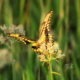 Giant Swallowtail Butterflies are Beautiful and Colorful in the Fall