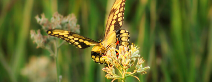 A giant swallowtail butterfly flaps its wings while it feeds on a wildflower.