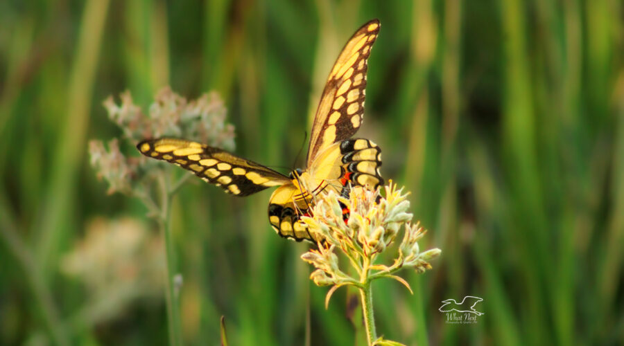 A giant swallowtail butterfly flaps its wings while it feeds on a wildflower.