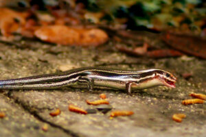 A beautiful fine lined skink sports it’s blue tail as it grabs a meal worm off the porch.