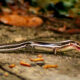 Who Knew that Beautiful Skinks Would Love Mealworms?