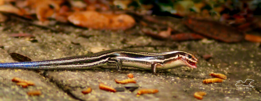 A beautiful fine lined skink sports it’s blue tail as it grabs a meal worm off the porch.