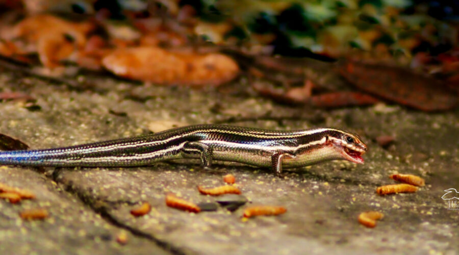 A beautiful fine lined skink sports it’s blue tail as it grabs a meal worm off the porch.