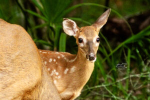 A young spotted white tailed deer fawn peers over her mother’s shoulder while they are grazing.