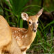 The Beautiful Deer are Abundant at the State Park