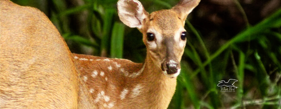 A young spotted white tailed deer fawn peers over her mother’s shoulder while they are grazing.