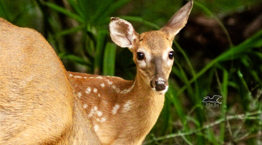 A young spotted white tailed deer fawn peers over her mother’s shoulder while they are grazing.