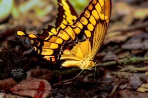 A giant swallowtail butterfly positions itself it start excreting excess fluid from it’s body.