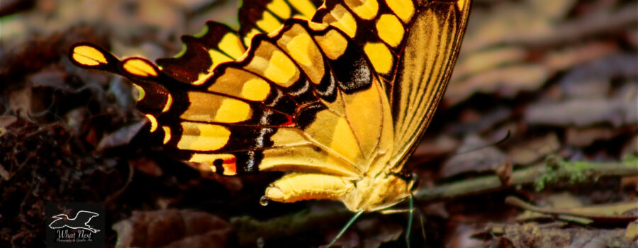 A giant swallowtail butterfly positions itself it start excreting excess fluid from it’s body.