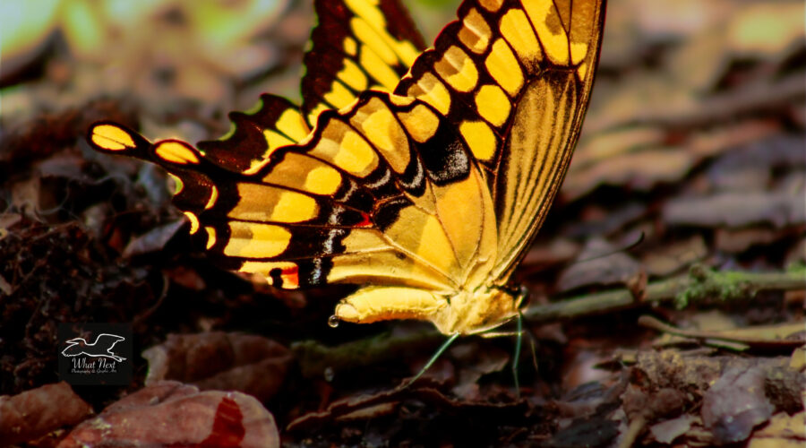 A giant swallowtail butterfly positions itself it start excreting excess fluid from it’s body.