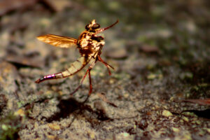 A robber fly suddenly decides it’s time to take off into the air.