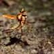 Robber Flies Can be Unpredictable and Interesting