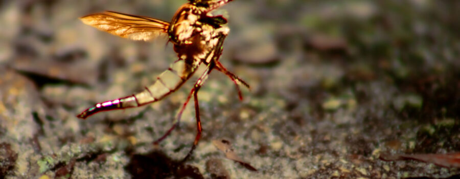 A robber fly suddenly decides it’s time to take off into the air.