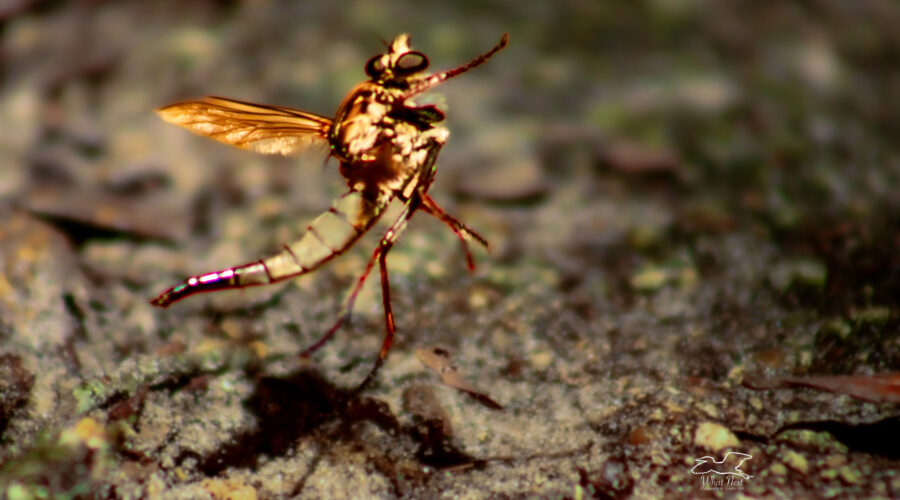 A robber fly suddenly decides it’s time to take off into the air.