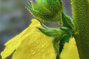 A twiggy mullien flower, bud, and stem glisten with rain drops on a rainy summer afternoon.