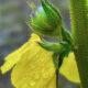 Afternoon Rains Can Result in Some Beautiful Flower Photos