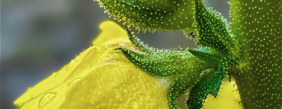 A twiggy mullien flower, bud, and stem glisten with rain drops on a rainy summer afternoon.