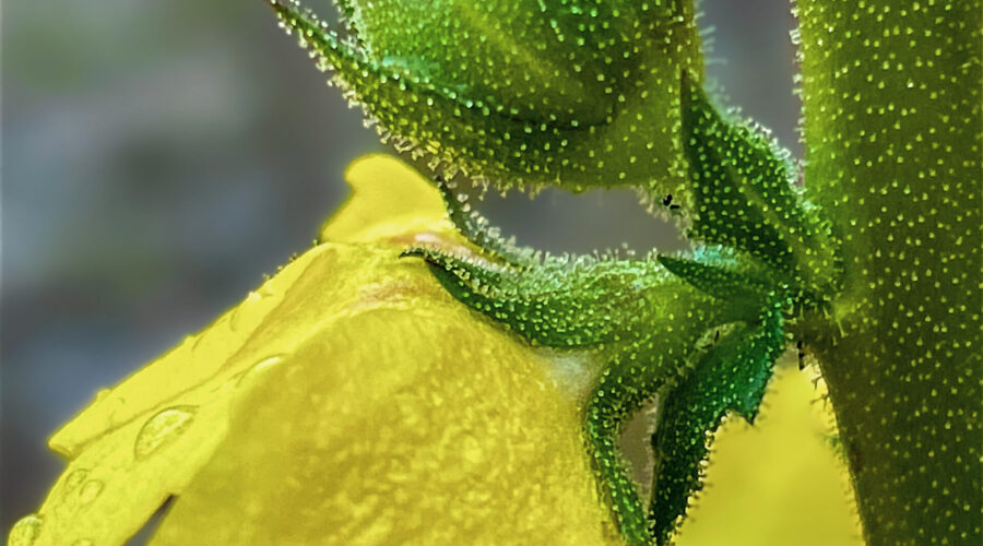 A twiggy mullien flower, bud, and stem glisten with rain drops on a rainy summer afternoon.