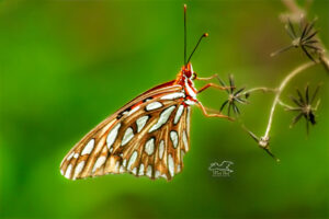 A gulf fritillary butterfly is perfectly balanced on the delicate seeds and stems of blackjack flowers.