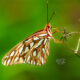 Butterflies are Frequently  Great Acrobats