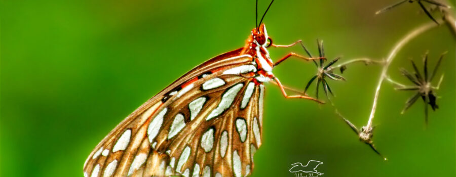 A gulf fritillary butterfly is perfectly balanced on the delicate seeds and stems of blackjack flowers.