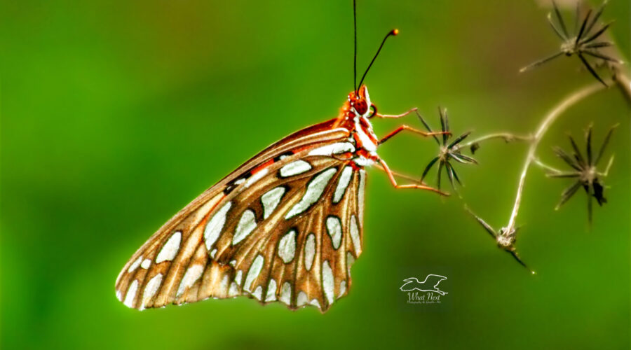 A gulf fritillary butterfly is perfectly balanced on the delicate seeds and stems of blackjack flowers.