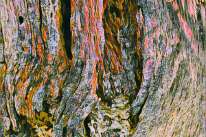 A old, dead and decaying tree has been photographed and processed in a painterly artistic style.