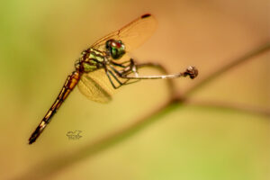 A female blue dasher dragonfly is perfectly balanced as she perches on a small flower stem.