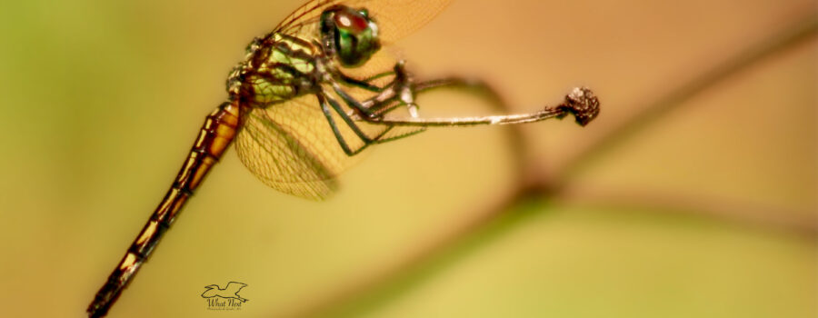 A female blue dasher dragonfly is perfectly balanced as she perches on a small flower stem.