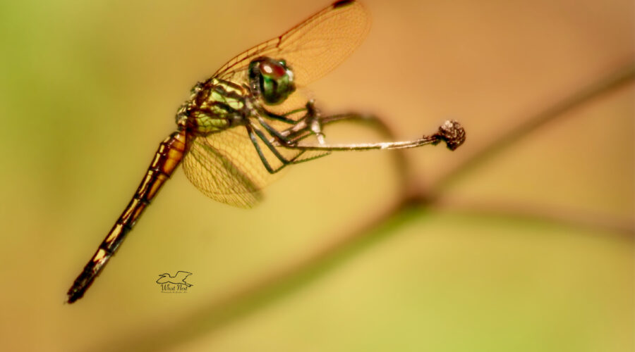 A female blue dasher dragonfly is perfectly balanced as she perches on a small flower stem.