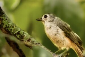 A little tufted titmouse perches in a small oak tree where it can overlook an entire clearing.