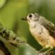 The Tufted Titmouse is a Small, but Interesting Songbird