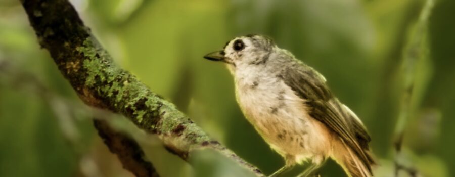 A little tufted titmouse perches in a small oak tree where it can overlook an entire clearing.