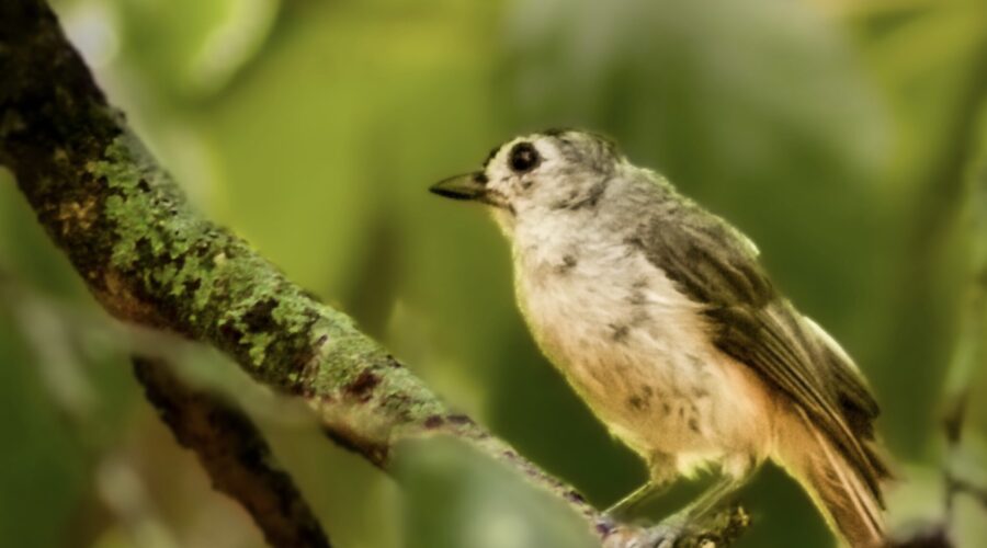 A little tufted titmouse perches in a small oak tree where it can overlook an entire clearing.