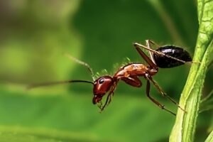 A carpenter ant cleans its front feet after walking across wet plant stems.