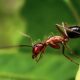 Carpenter Ants are Surprisingly Tidy Little Insects