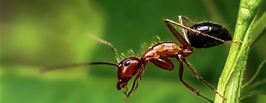 A carpenter ant cleans its front feet after walking across wet plant stems.