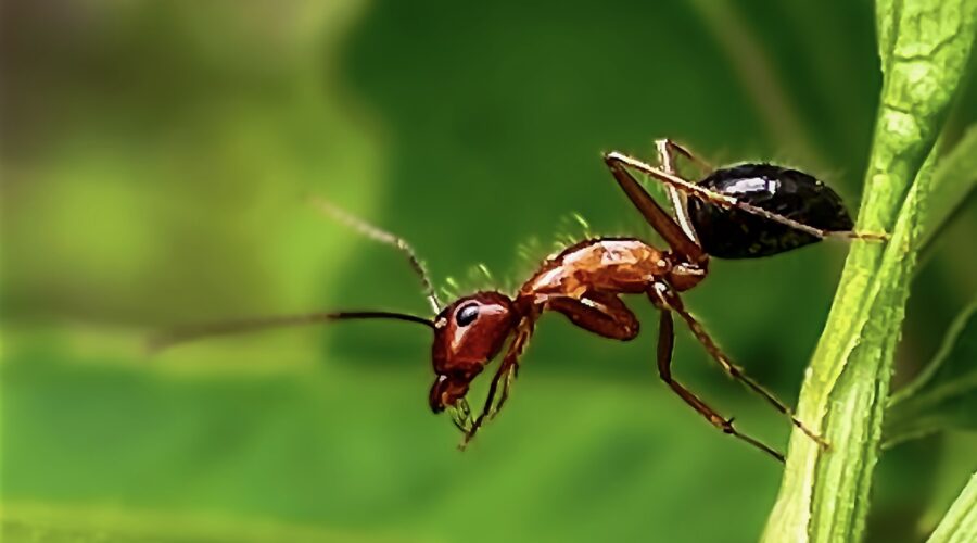 A carpenter ant cleans its front feet after walking across wet plant stems.