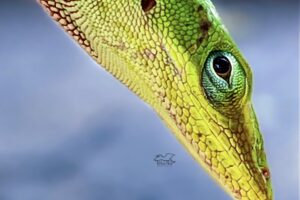 A green anole, in its full green color phase, poses for a profile headshot.