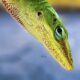 The Colorful Green Anole is Beautiful in its Green Phase