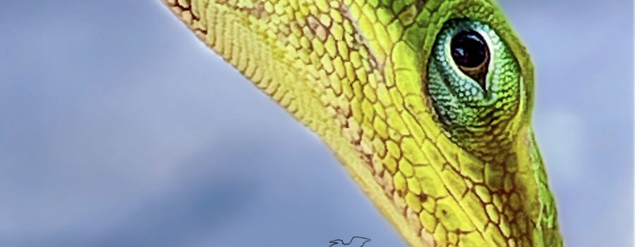 A green anole, in its full green color phase, poses for a profile headshot.