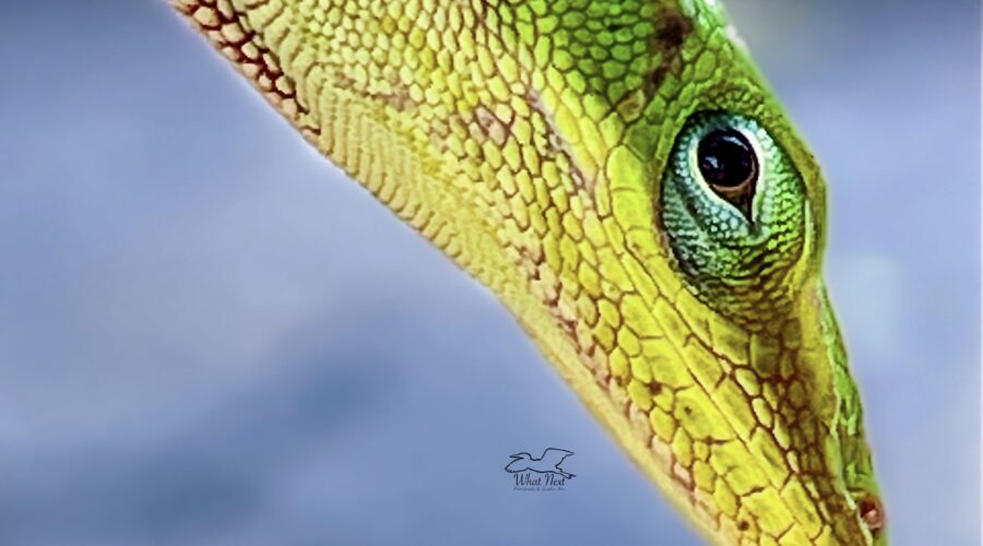 A green anole, in its full green color phase, poses for a profile headshot.