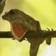 The Colorful Dewlap of the Green Anole is Very Meaningful