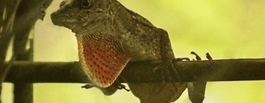 A green anole pushes out his colorful dewlap to warn others out of his territory.